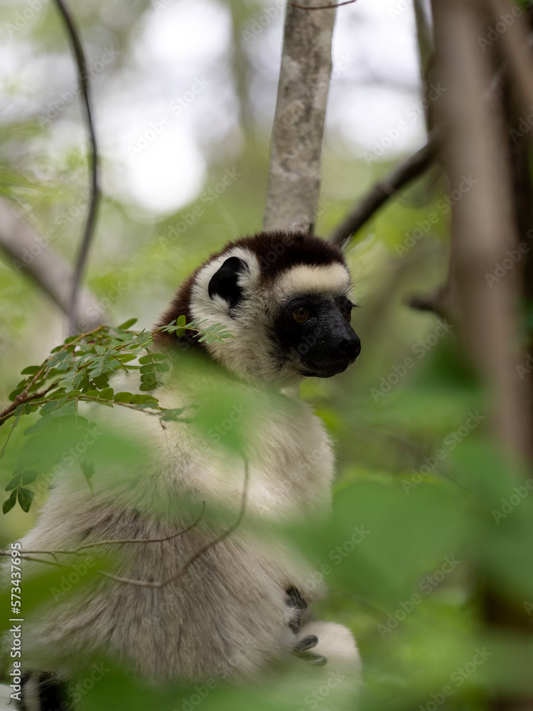 Fototapeta premium Portrait of White Sifaka, Propithecus verouxi, N.P. Isalo. Madagascar.