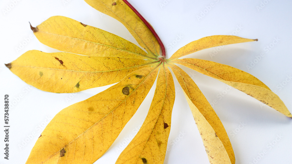 Fototapeta premium solated yellow withered cassava leaves on a white background.&nbsp;