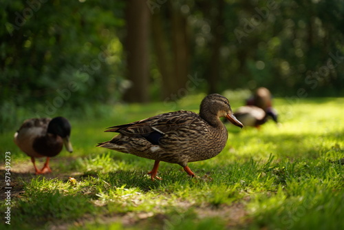 Beautiful Wild duck walking on the mowed lawn © Оксана Олейник