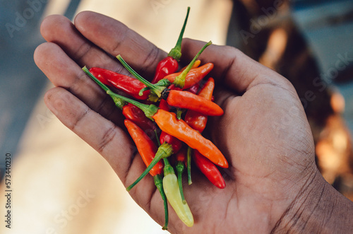 Thai red chili