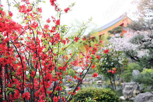Blooming Japanese Quince bushes with red flowers in garden, Main Hall of Sanjusangendo (Rengeo-in) Buddhist Temple, Kyoto, Japan