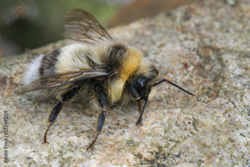 Closeup on a fluffy White tailed bumblebee, Bombus lucorum, sitting on a stone
