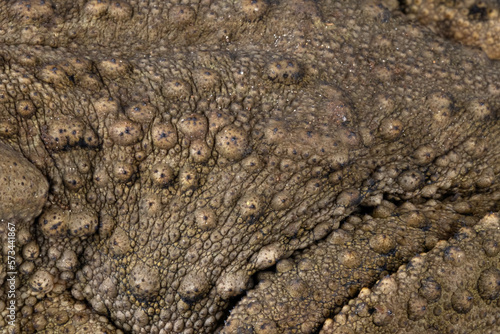 фотографія Skin Phrynoidis aspera toad closeup, Phrynoidis aspera toad closeup skin