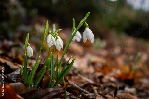 Snowdrops lat.Galanthus nivalis close-up with dewdrops. Tender first flowers bloomed in the spring in the forest. Beautiful blurred horizontal background with bokeh. Natural background. Soft focus.