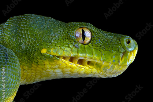 Chondropython viridis snake closeup with isolated background, Head of Morelia viridis snake
