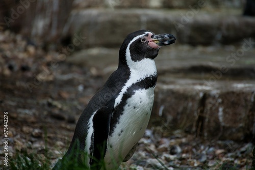 Full body shot of a spectacled penguin taken from the side, diffuse, stinky background.