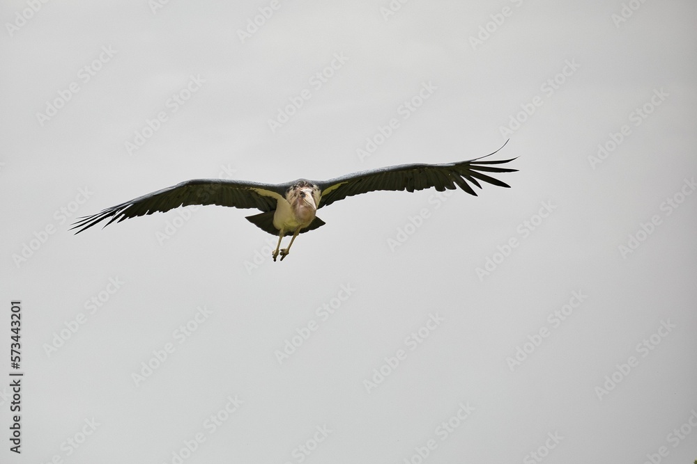 Full body shot of an African marabou in flight. Full body shot of an African marabou in flight.