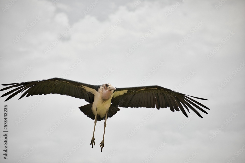 Fototapeta premium Full body shot of an African marabou in flight.