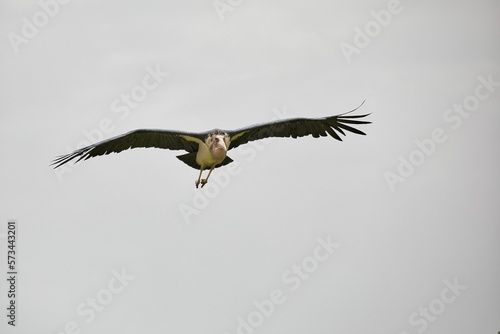 Full body shot of an African marabou in flight.