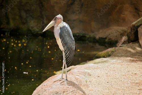 Tableau sur toile Full body shot of an African marabou sitting on a rock by a lake.