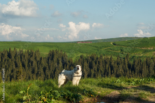 Great pyrenees dog howling on mountain slope scenic photography. Picture of animal with firs on background. High quality wallpaper. Ambient light. Photo concept for ads, travel blog, magazine, article