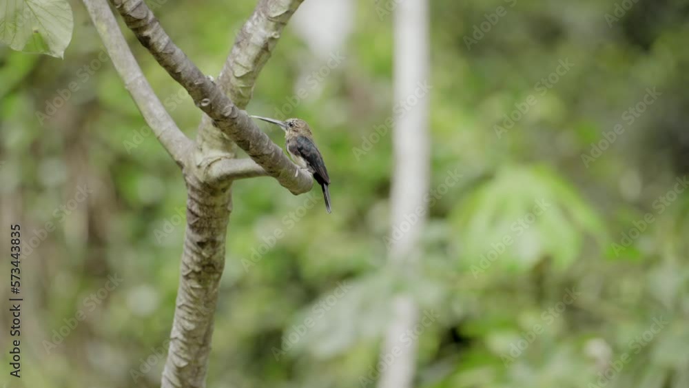 Brown Jacamar sitting patiently for the next meal Brown Jacamar sitting patiently for the next meal