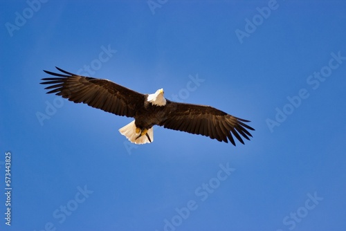 Full body shot of a white-tailed eagle in flight  blue sky in the background.