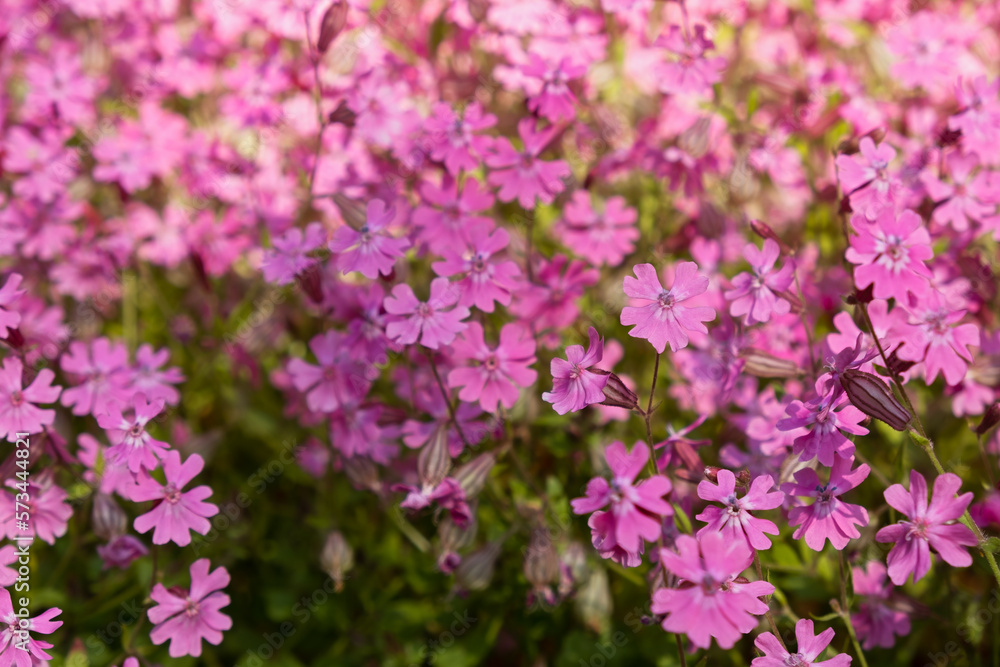 Silene dioica or Melandrium rubrum close-up. Background of delicate pink garden flowers full frame. Top view of a flowerbed with delicate summer flowers. Abstract natural floral background for design Silene dioica or Melandrium rubrum close-up. Background of delicate pink garden flowers full frame. Top view of a flowerbed with delicate summer flowers. Abstract natural floral background for design