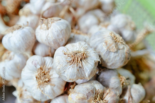 Thai Fresh Garlic