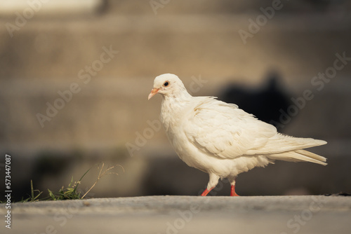 close up shot of a homing pigeon on the concrete floor