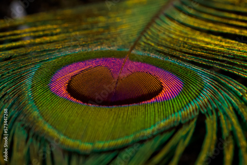 Peacock feather closeup, background, texture, Peafowl feather. Green feather. © Jalpa Malam