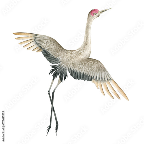 Canvas Print Watercolor flying crane bird