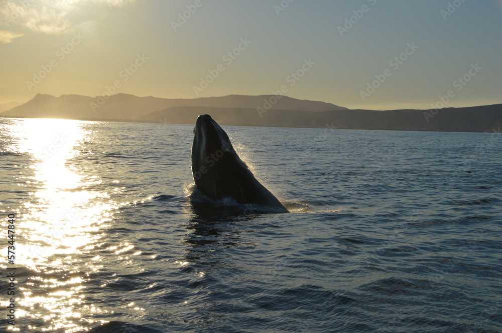 Fototapeta premium Baleine du Cap