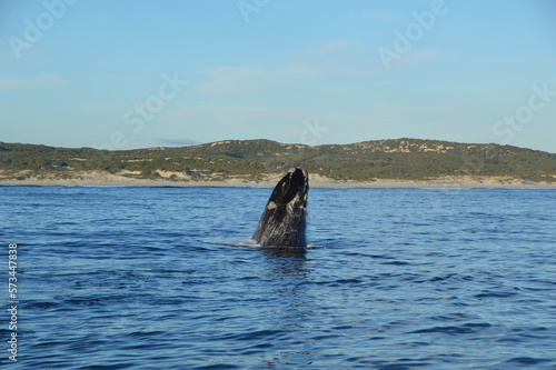 Baleine du Cap