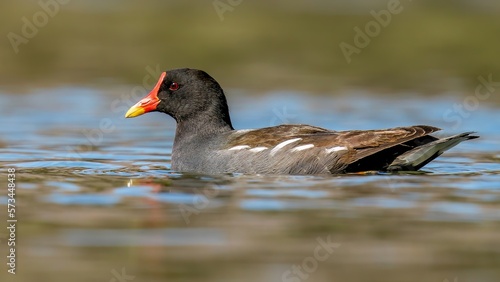 Moorhen /Gallinula