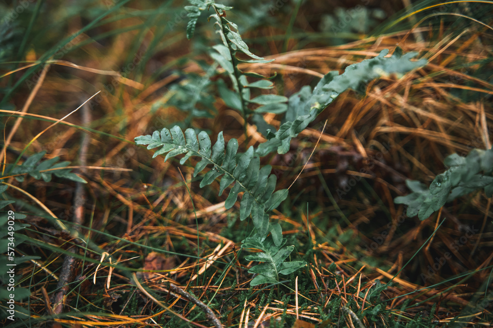 fern close up with strong sunlight in the forest fern close up with strong sunlight in the forest