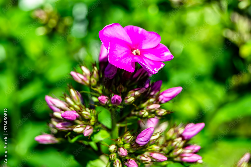 Beautiful wild growing flower phlox paniculata on meadow Beautiful wild growing flower phlox paniculata on meadow