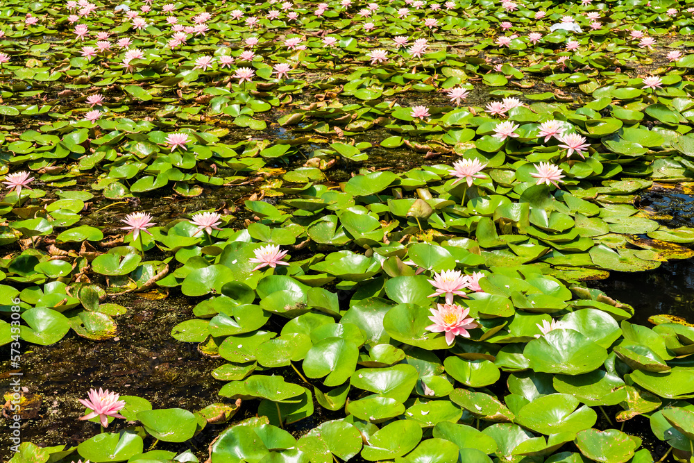 Beautiful Water lilies in the pond of the garden. Beautiful Water lilies in the pond of the garden.