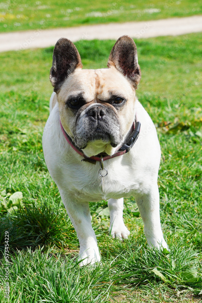Un chien bulldog anglais pas content debout dans l'herbe Un chien bulldog anglais pas content debout dans l'herbe