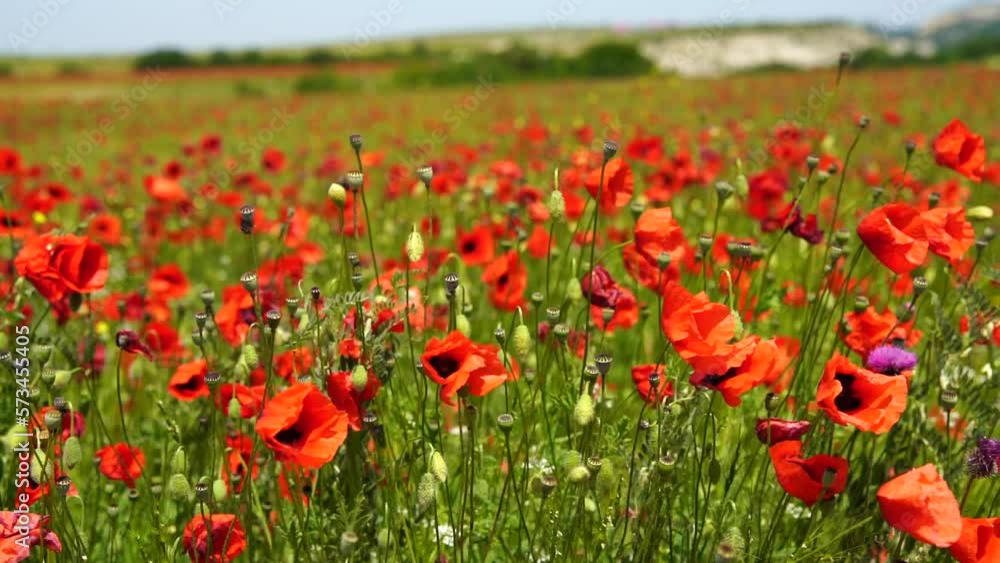 Slow motion. Field of wild poppies, beautiful summer rural landscape. Fresh green meadow with bright red flowers, sunny day. Slow motion. Field of wild poppies, beautiful summer rural landscape. Fresh green meadow with bright red flowers, sunny day.