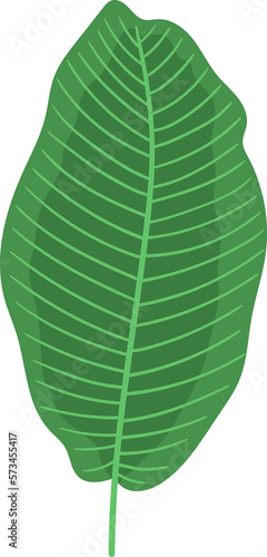 Tropical leaf vector