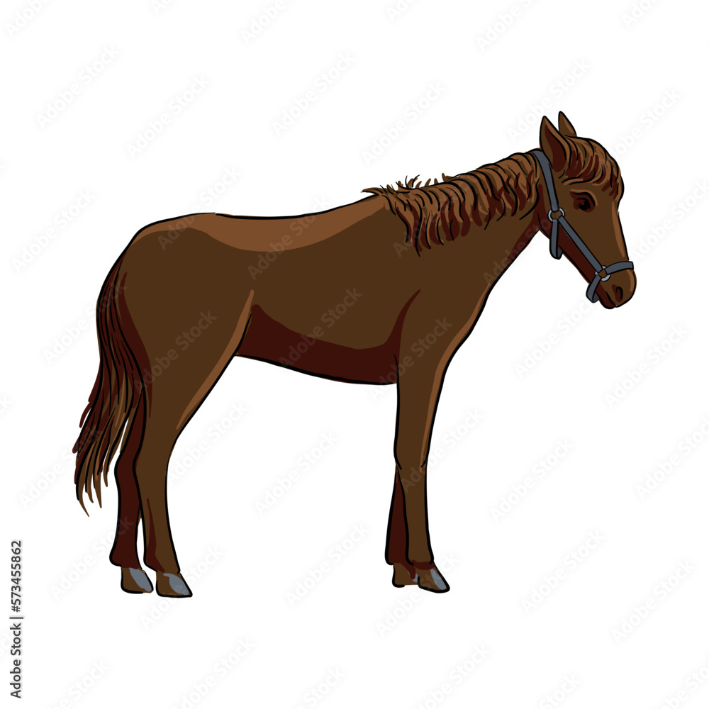 vector drawing horse, sketch of domestic animal, hand drawn illuastration , isolated nature design element vector drawing horse, sketch of domestic animal, hand drawn illuastration , isolated nature design element