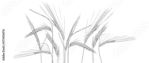 vector drawing wheat, grass plants, rye, line drawing floral background, hand drawn illustration