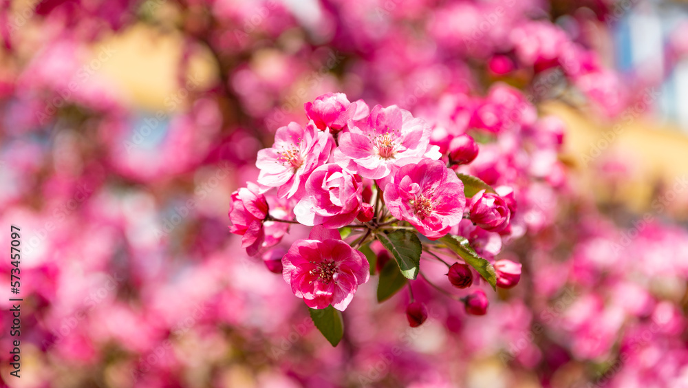 pink sakura flower on blooming spring tree. easter sakura pink sakura flower on blooming spring tree. easter sakura