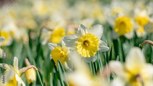 Blooming white daffodils in the garden.