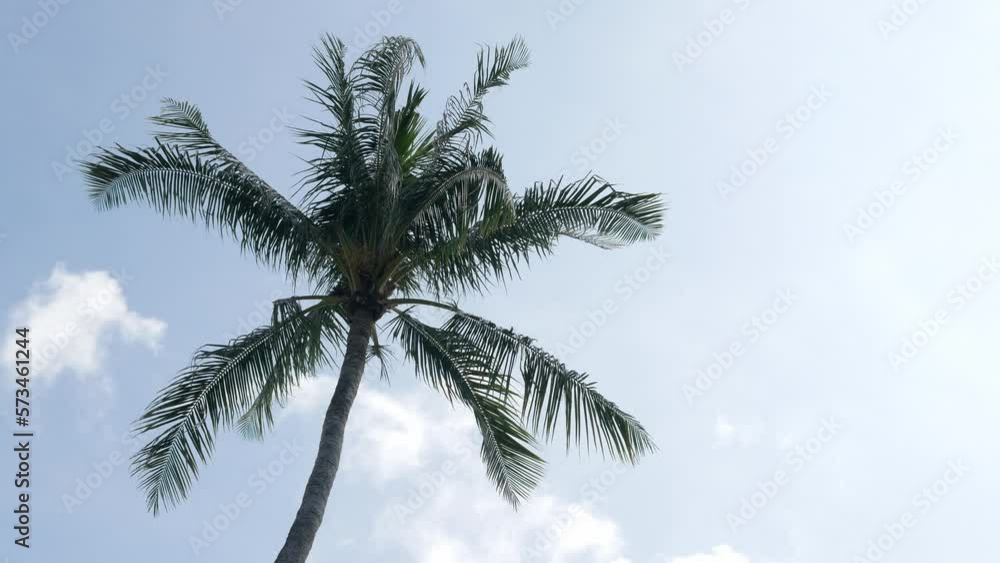 Beautiful coconut palms trees against clear blue sky in Phuket Thailan.Beach on the tropical island. Palm trees at sunlight, Amazing summer travel vacation plam trees background Beautiful coconut palms trees against clear blue sky in Phuket Thailan.Beach on the tropical island. Palm trees at sunlight, Amazing summer travel vacation plam trees background
