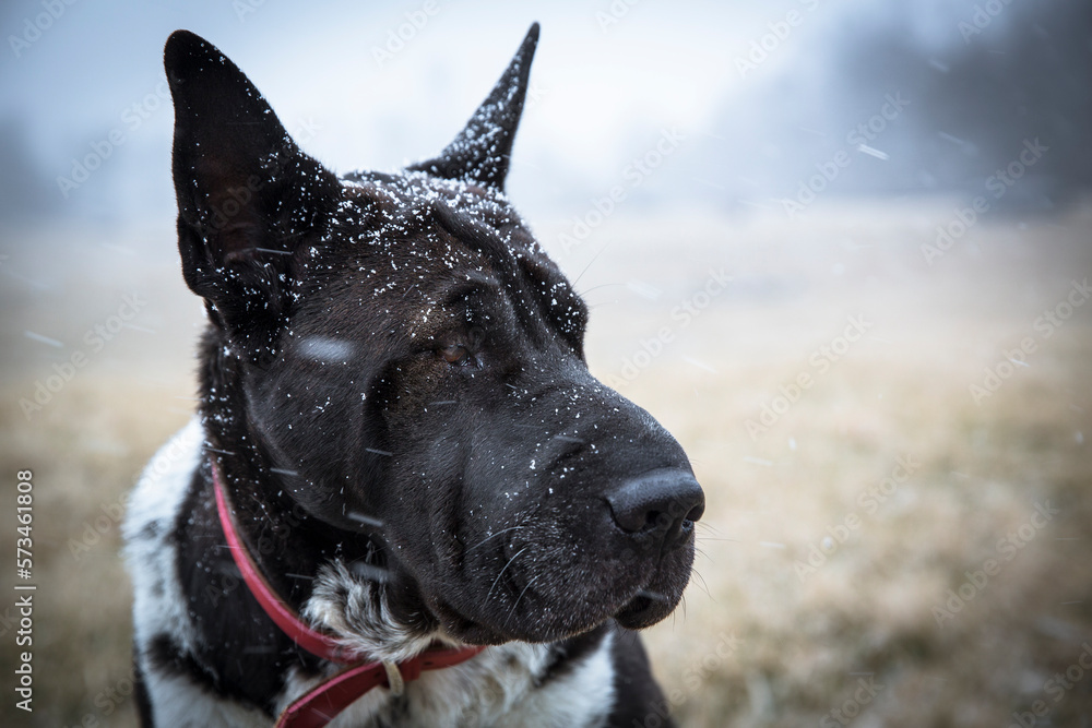Headshot of dog during snowfall, Johnstown, Ohio, USA Headshot of dog during snowfall, Johnstown, Ohio, USA