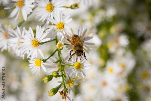 Bee perching on daisy flower, Grants Pass, Oregon, USA photo