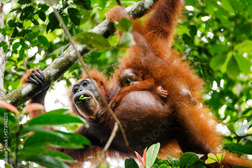 A Sumatran orangutan (Pongo abelii) mother and child. photo