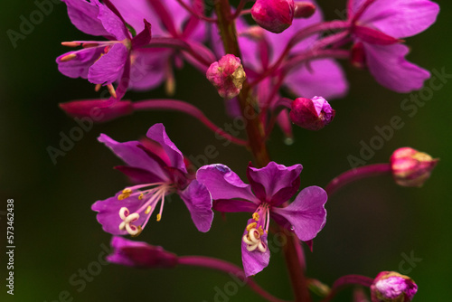 Purple bloomingÂ fireweed (Chamaenerion angustifolium), Talkeetna, Alaska, USA photo