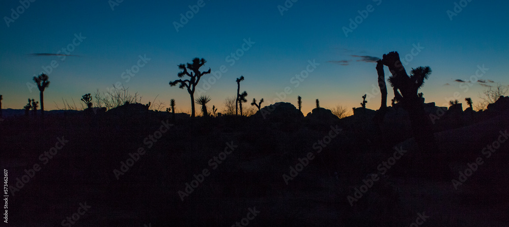 Silhouetted Joshua Tree's at sunset in the desert. Silhouetted Joshua Tree's at sunset in the desert.