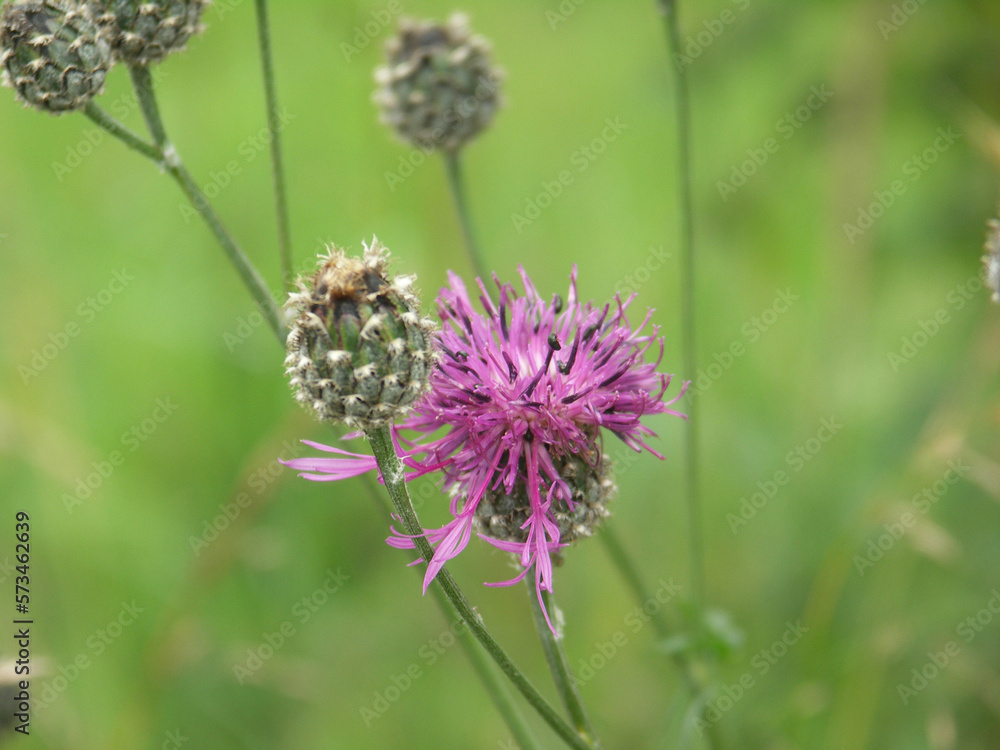 Wilde Flockenblume Wilde Flockenblume