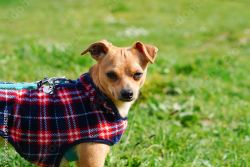 Petit chien ratier marron avec un manteau qui regarde photo