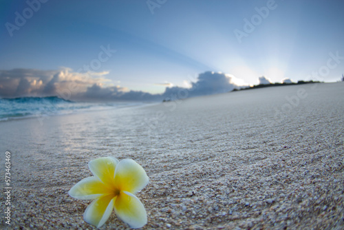 A plumeria flower lying on the beach at Pupukea in the early morning light. photo