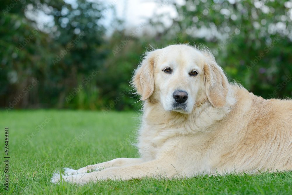 dog golden retriever lying on meadow in the garden dog golden retriever lying on meadow in the garden