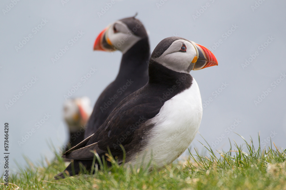 Puffins On The Islet Of Mykines, Faroe Islands Puffins On The Islet Of Mykines, Faroe Islands