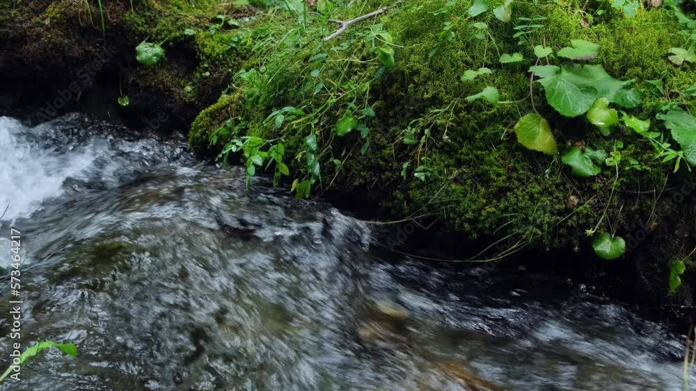 Green moss and grass growth on the shore of swift mountain stream. Fast water flowing. Selective focus. The beauty of nature, ecology concept. Green moss and grass growth on the shore of swift mountain stream. Fast water flowing. Selective focus. The beauty of nature, ecology concept.