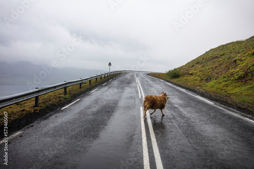 Sheep on Highway 1, also known as Ring Road,â€ Snaefellsnes, Iceland photo