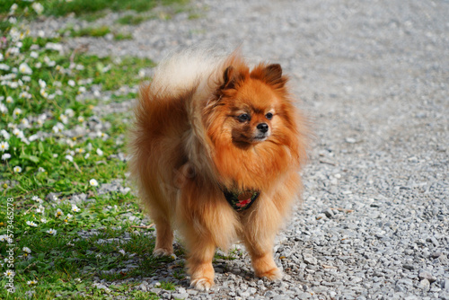 Adorable petite chienne spitz nain qui a ses poils qui se soulèvent dans le vent  © Flo Bidarteko