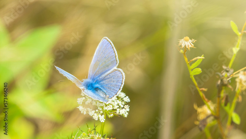 Butterfly on flowers in the garden